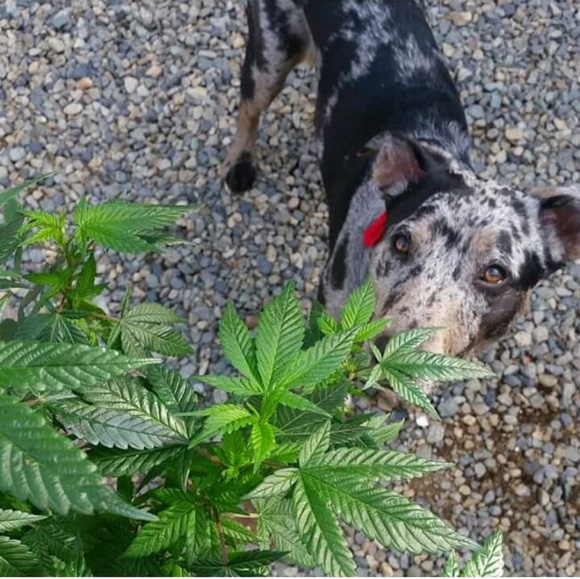 Meet your Posher, Moniquechristina - Picture 1 of 4